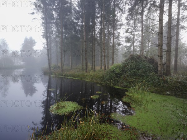 Ballmoos forest reserve, raised bog in the fog, Lieliwald, Lindenberg, Horben, Canton Lucerne,
