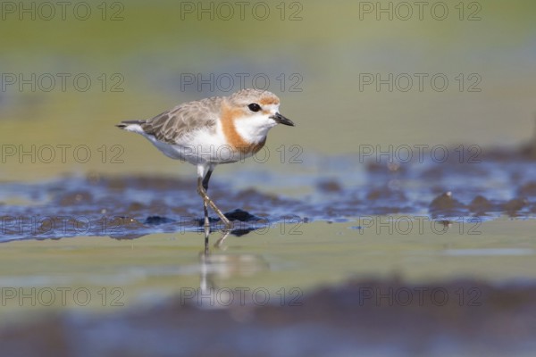 Chestnut-banded Plover (Charadrius pallidus) foraging in the mud, Lake Natron, Tanzania, Africa