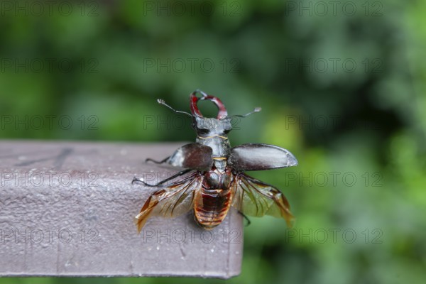 Ready for take-off - stag beetle shortly in front of take-off
