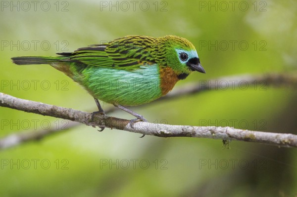 Brassy-breasted Tanager (Tangara desmaresti) perched on a branch in the Atlantic rainforest of