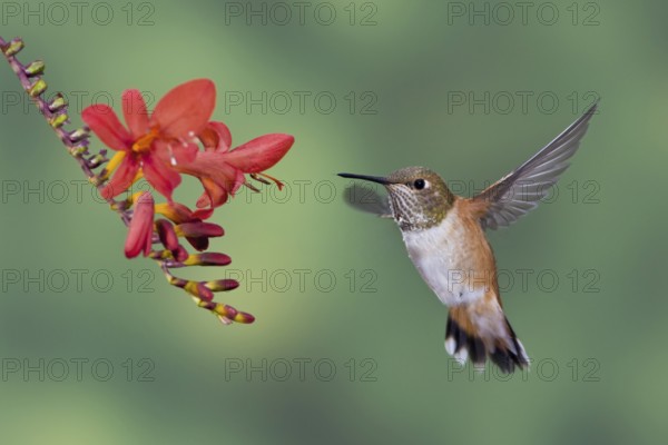 Rufous Hummingbird (Selasphorus rufus) female, British Columbia, Canada, North America