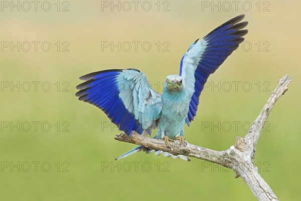 European Roller (Coracias garrulus) landing on a branch with grasshopper in beak, Hortobagy