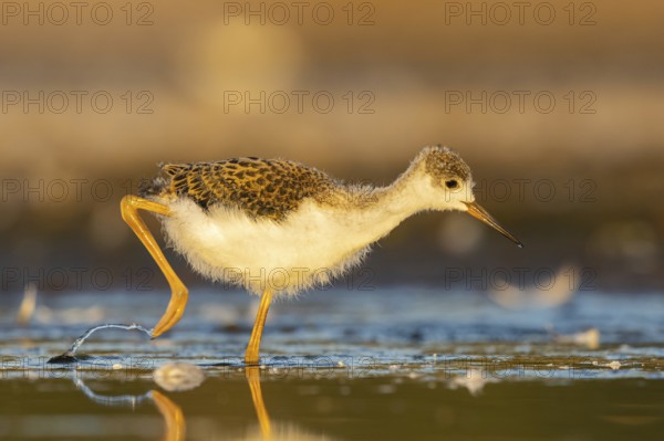 Black-winged Stilt (Himantopus himantopus) juvenile foraging, North Rhine-Westphalia, Germany,
