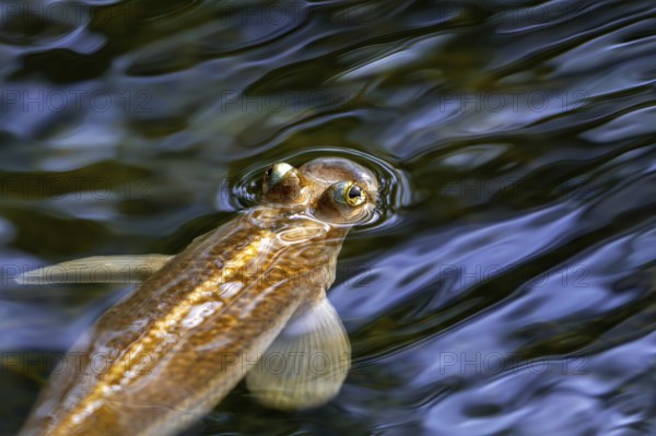 Largescale four-eyes (Anableps anableps), species of four-eyed fish native to fresh and brackish