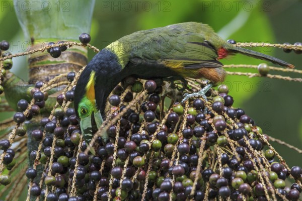Spot-billed Toucanet (Selenidera maculirostris) feeding on palm fruits in the Atlantic rainforest