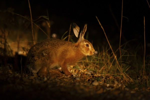 European brown hare (Lepus europaeus) juvenile leveret in grassland lit by torchlight at night in
