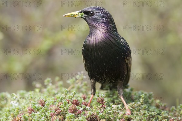 Common Starling (Sturnus vulgaris) male, Bavaria, Germany, Europe