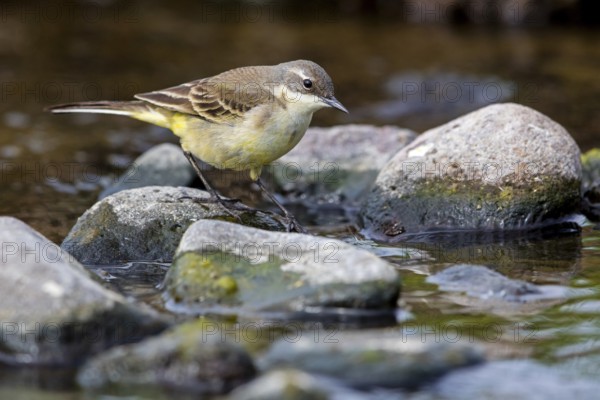 Maskenschaftstelze, Black-headed Yellow Wagtail, Black-headed Wagtail, Motacilla flava feldegg,