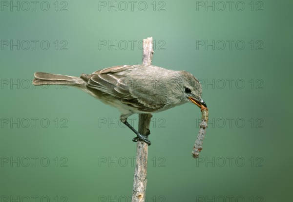 Northern Beardless-Tyrannulet Camptostoma imberbe Patagonia, ARIZONA, United States May Adult with