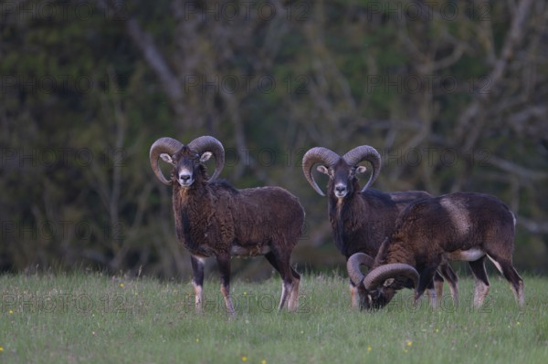 European mouflon (Ovis gmelini musimon, Syn.: Ovis orientalis musimon, Ovis aries musimon),