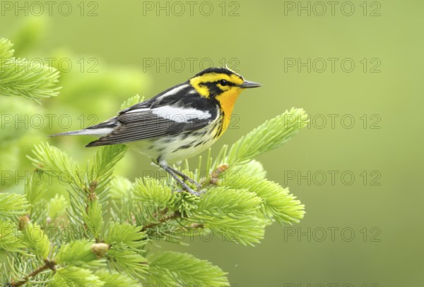 Blackburnian Warbler (Setophaga fusca), Canada, North America