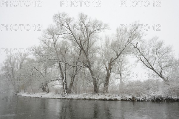 Winter landscape by a river, willows (Salix) on the bank in heavy snowfall, North Rhine-Westphalia,