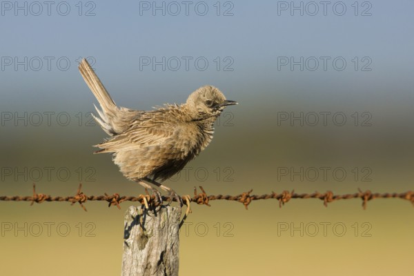 Brown Songlark (Megalurus cruralis) male perched on a barbed wire fence, Victoria, Australia,
