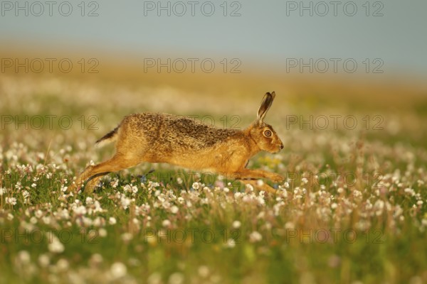 European brown hare (Lepus europaeus) adult animal running amongst Sea campion flowers in summer,