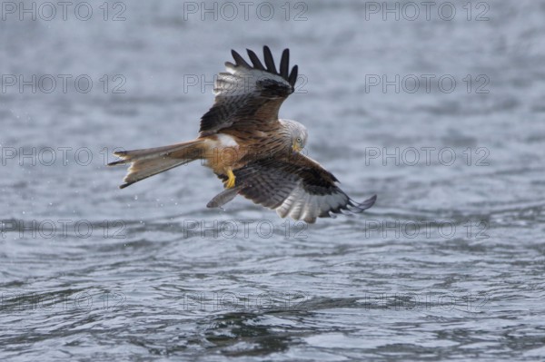 Rotmilan, lat. Milvus milvus, Altvogel verliert den von der Wasseroberfläche aufgegriffenen toten