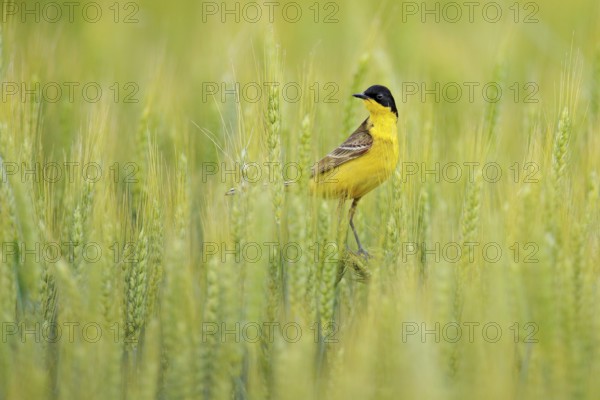 Western yellow wagtail, Motacilla flava, in the green field, sitting on the barley ear spike.