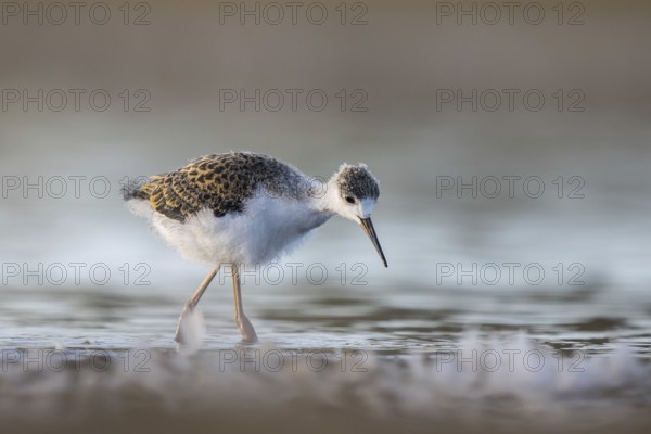 Black-winged Stilt (Himantopus himantopus) juvenile foraging, North Rhine-Westphalia, Germany,
