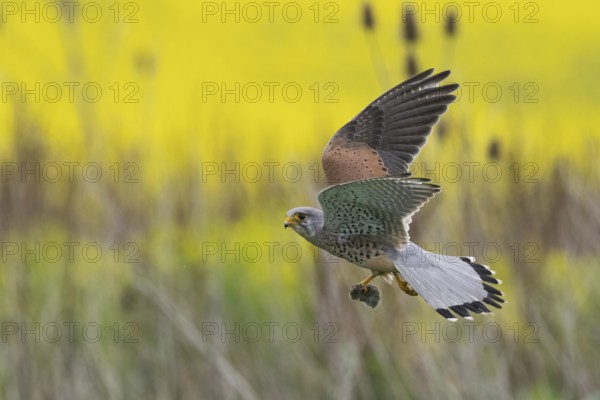 A Common Kestrel (Falco tinnunculus) with a captured mouse in flight over a yellow and green