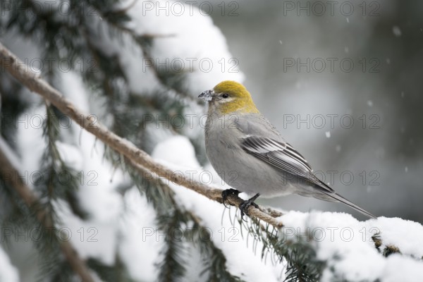 Pine Grosbeak (Pinicola enucleator) female perched on snowy branch, Wyoming, USA, North America