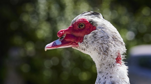 Portrait of a Warty Duck (Phacocherus) with striking red and white colouring, Rodini Park,
