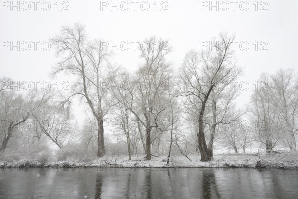 Winter landscape by a river, willows (Salix) on the bank in heavy snowfall, North Rhine-Westphalia,