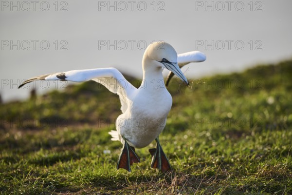Northern gannet (Morus bassanus) walking on the cliff with the sea in the background, wildlife,