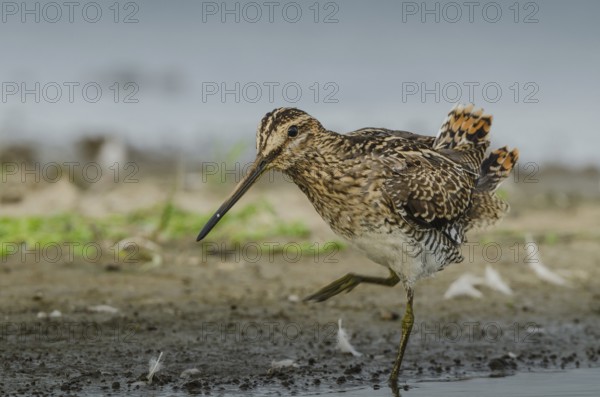 Common Snipe (Gallinago gallinago), Schleswig-Holstein, Germany, Europe