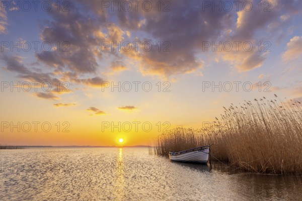 Rowing boat, rowboat along reed bed at sunset near Warthe, Rankwitz at the Lieper Winkel on the