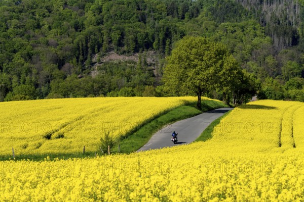 Motorbike on a small country road through rapeseed fields in full bloom, spring in Elfringhauser