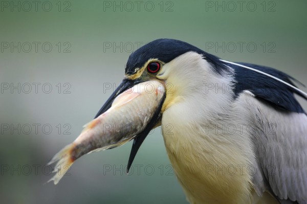 Night heron, detail portrait of grey water bird with fish in the bill, animal in the water, action