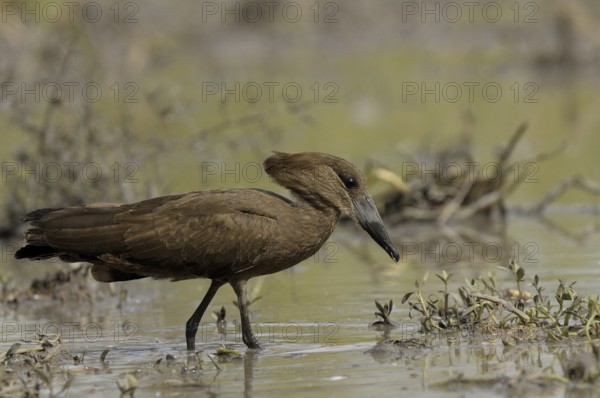 Hamerkop (Scopus umbretta), Gambia, Africa