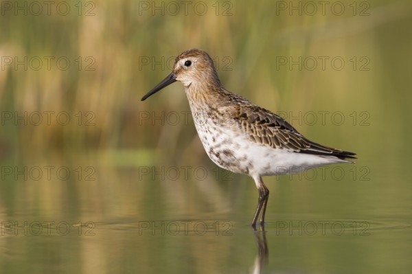 Dunlin (Calidris alpina), Vorarlberg, Austria, Europe