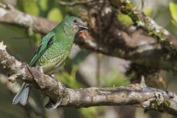 Swallow Tanager (Tersina viridis) perched on a branch in the Atlantic rainforest of southeast