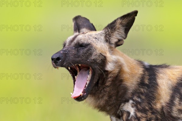 African wild dog, detail portrait with open muzzle with tongue a tooths, Okavango, Botswana, Africa