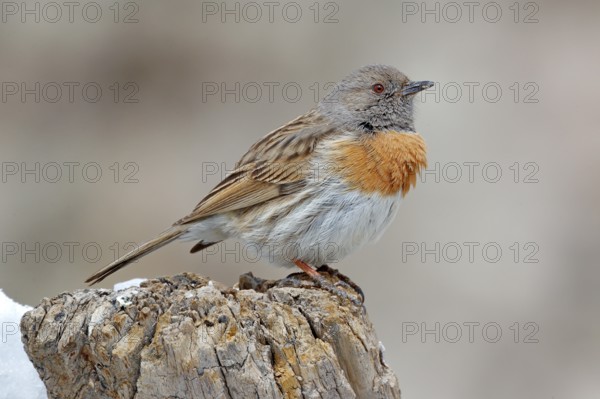 Robin accentor, Prunella rubeculoides, bird sitting on tree trunk in the winter mountain. Robin in