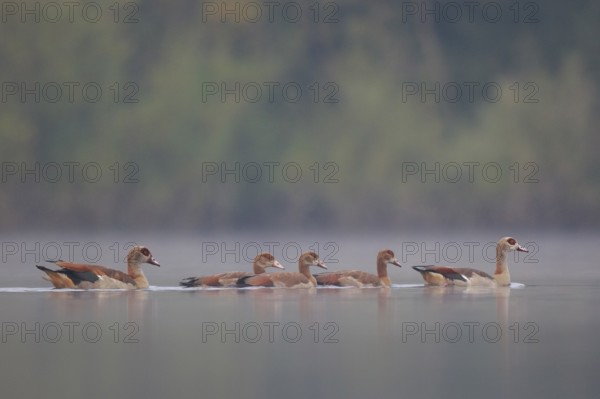 Egyptian Goose (Alopochen aegyptiaca) pair with young on water, North Rhine-Westphalia, Germany,