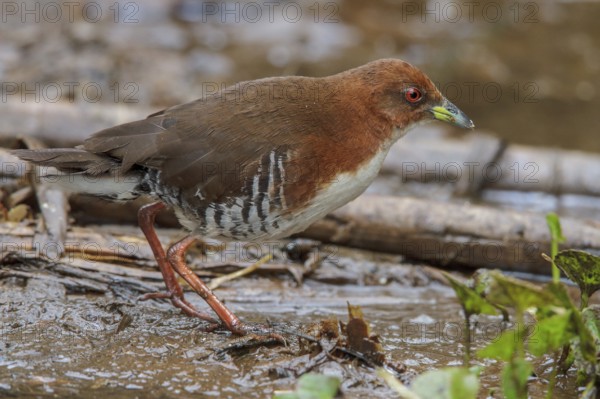 Red-and-white Crake (Laterallus leucopyrrhus) feeding in a marsh in the Atlantic rainforest of