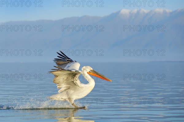 Dalmatian pelican, Pelecanus crispus, in Lake Kerkini, Greece. Palican on blue water surface.