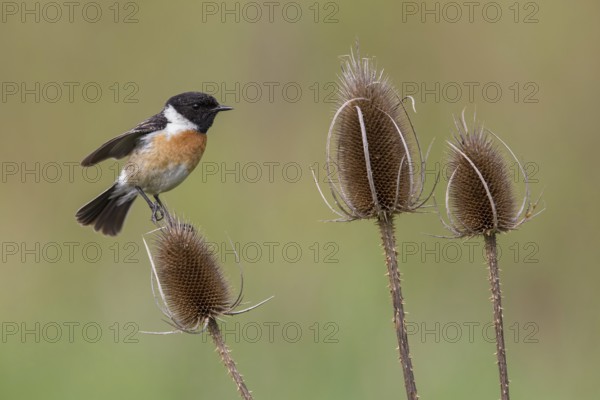 European Stonechat (Saxicola rubicola) male perched on Wild teasel (Dipsacus fullonum), Poland,