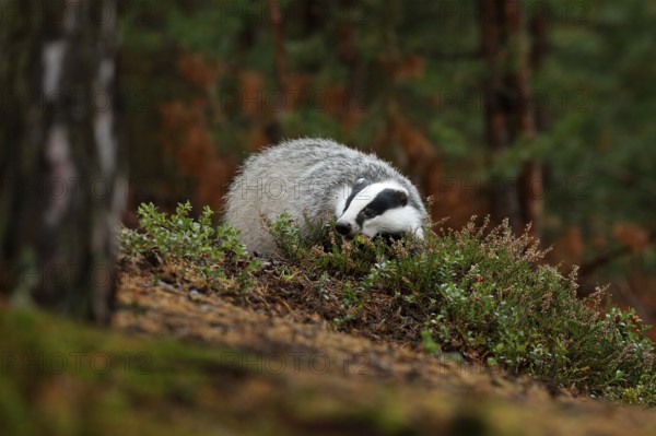 Badger in forest, animal nature habitat, Czech, Europe. Wildlife scene. Wild Badger, Meles meles,