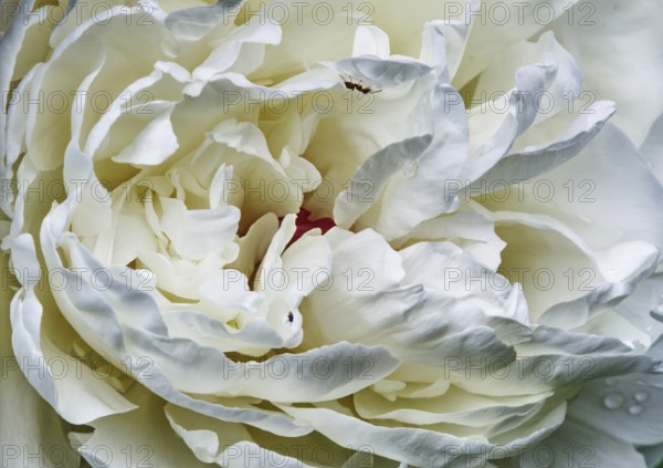 White peony flower (Paeonia officinalis) in macro photograph showing detailed textures and soft