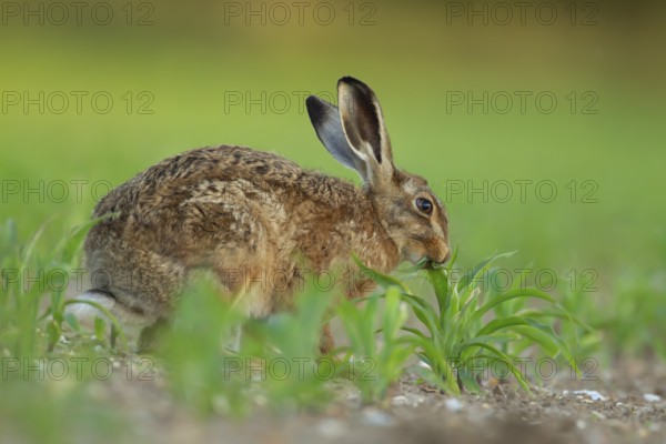 European brown hare (Lepus europaeus) adult animal feeding in a farmland maize field in summer,