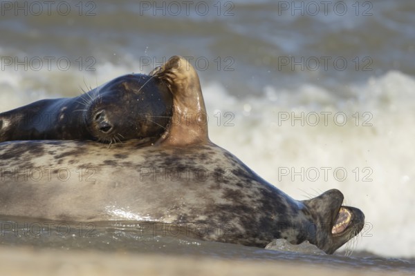 Grey seal (Halichoerus grypus) adult animal hugging another seal whilst sleeping on a beach,