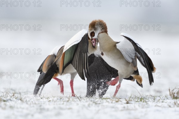 Egyptian Goose (Alopochen aegyptiaca) quarreling on snowy field, North Rhine-Westphalia, Germany,