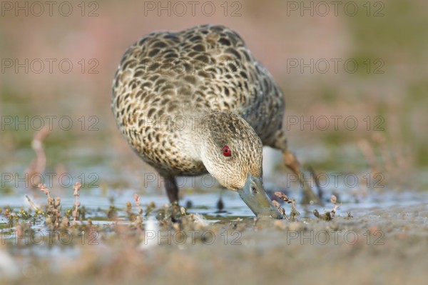 Grey Teal (Anas gracilis) feeding, Victoria, Australia, Oceania