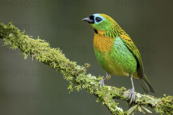 Brassy-breasted Tanager (Tangara desmaresti) perched on a branch in the Atlantic Rainforest of