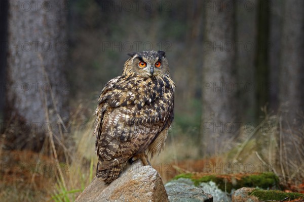 Egle owl in sunset, orange backlight in the forest. Eurasian Eagle Owl sitting on the tree stump in