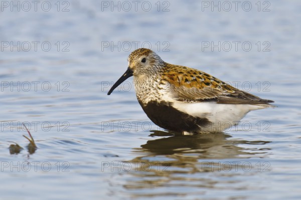 Dunlin (Calidris alpina), Alaska, USA, North America