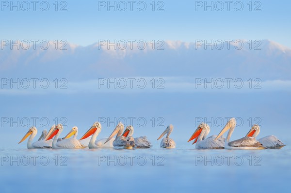 Dalmatian pelican, Pelecanus crispus, in Lake Kerkini, Greece. Palican on blue water surface.