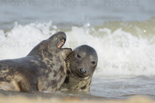 Grey seal (Halichoerus grypus) two adult animals in love courting in the sea, England, United
